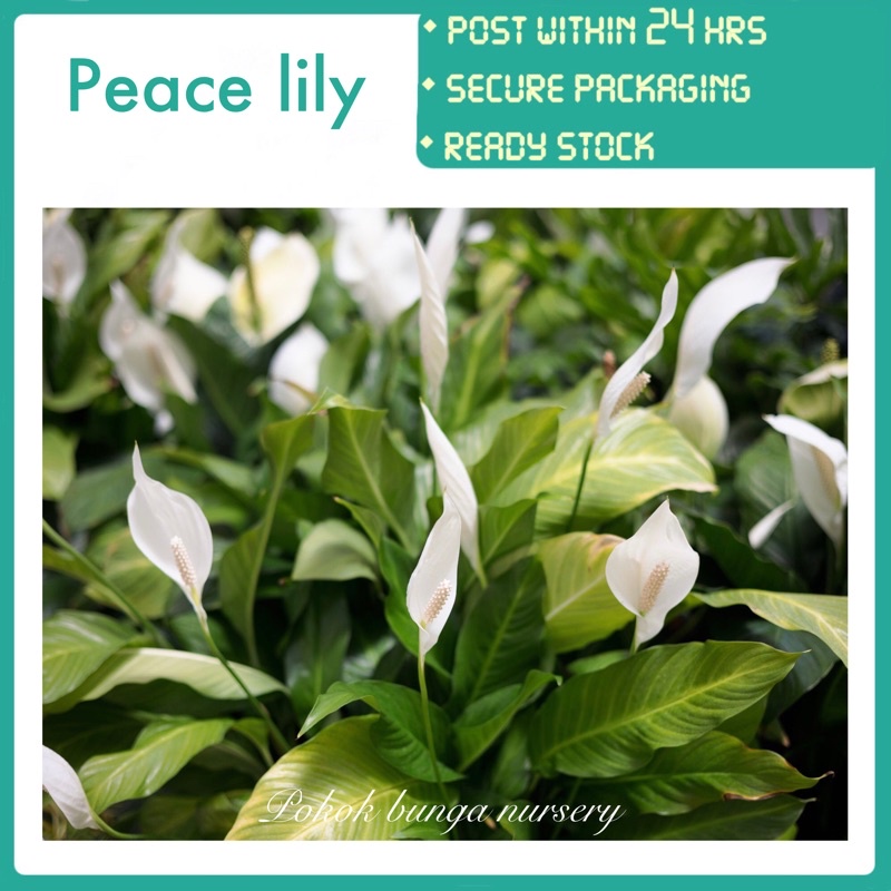 Pbn Peace Lily Pokok Bunga Nursery Spathiphyllum Putih Indoor Real