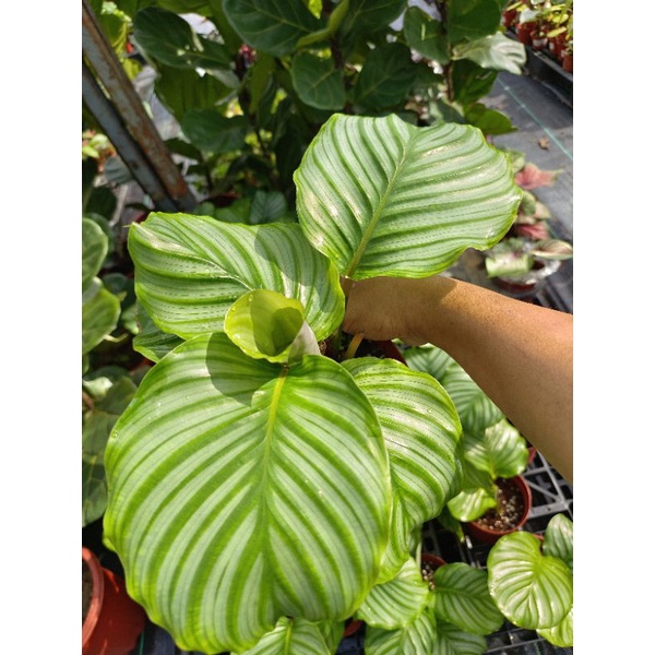 Happi GO 1Pot Calathea Orbifolia Live Plant Shopee Malaysia