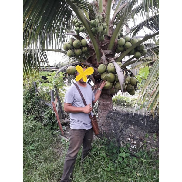 Benih Kelapa Pandan Ready Stok Pokok Rendah Berbuah Shopee Malaysia