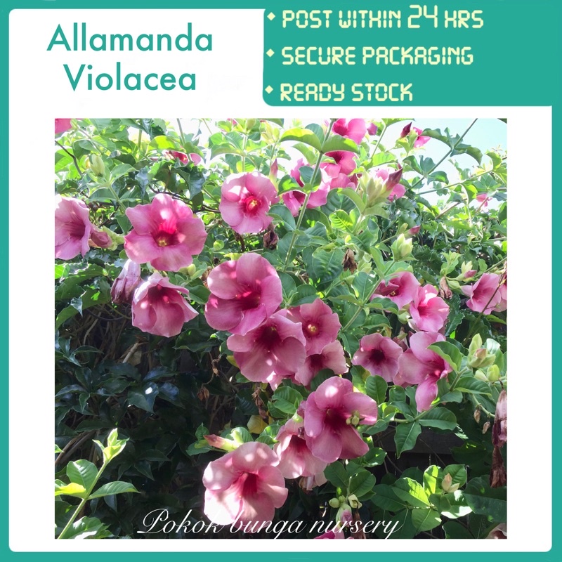 PBN Allamanda Violacea Pokok Bunga Nursery Outdoor Real Live Plant