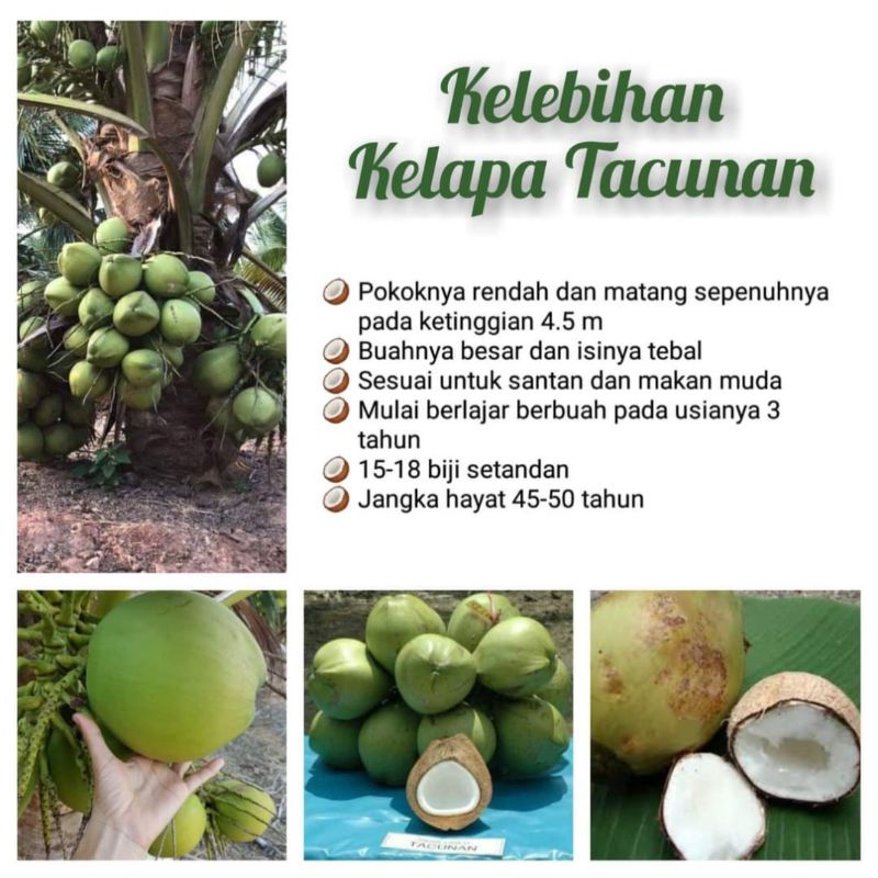 Kelapa Tacunan Dan Kelebihannya Shopee Malaysia