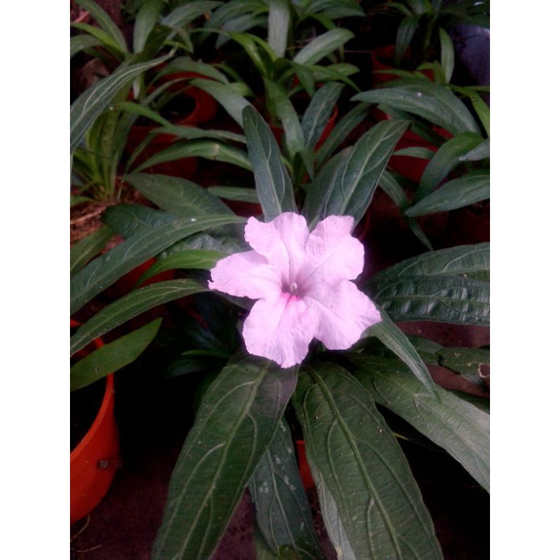 Pokok Bunga Ruellia Renek Pink Ungu Putih Dalam Pasu Shopee Malaysia