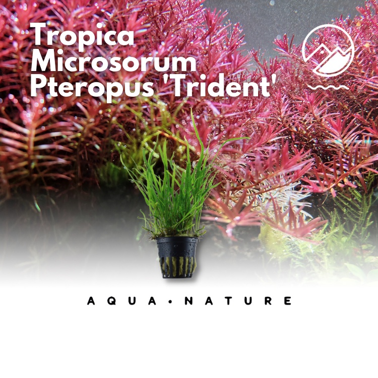 Tropica Microsorum Pteropus Trident Pot Aquarium Aquascape Planted