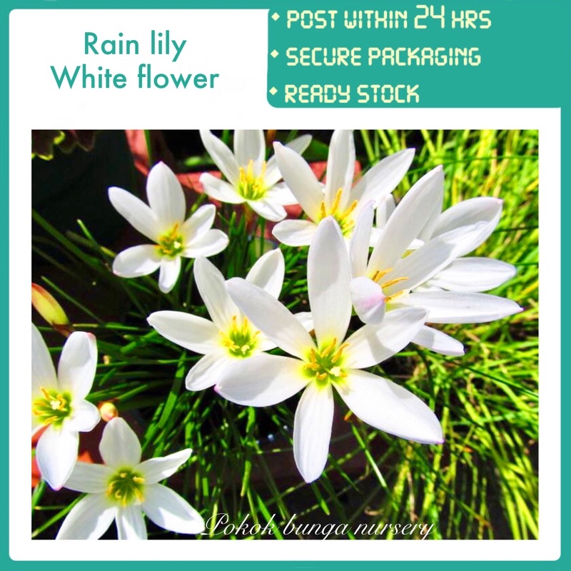 Pbn Rain Lily White Flower Pokok Bunga Nursery Zephyrlily Flower