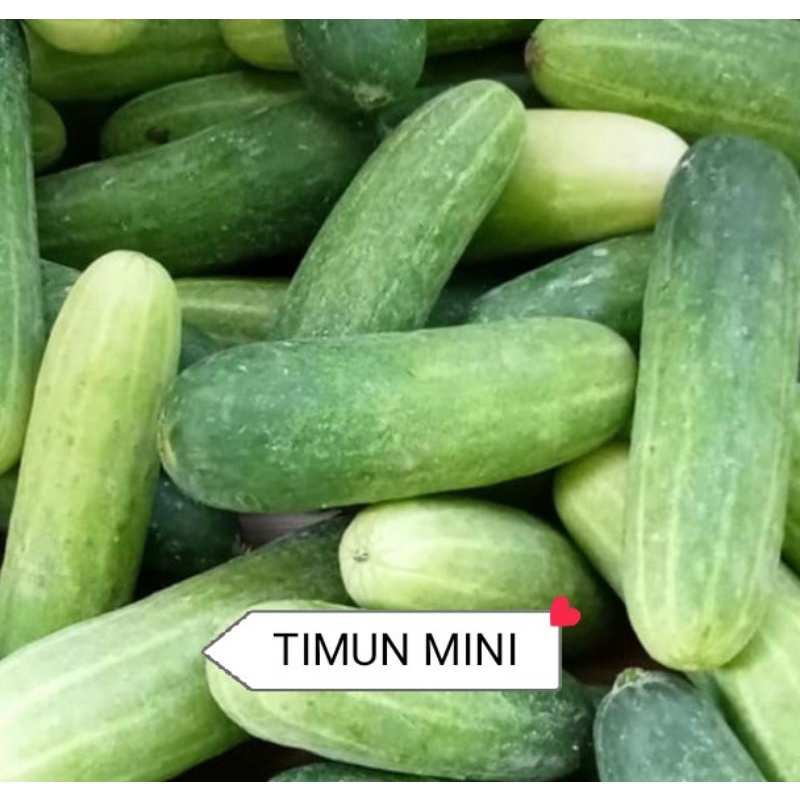 Biji Benih Timun Baby Timun Mini Rangup Shopee Malaysia