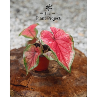 Caladium Jubilee Merah New Hybrid Keladi Viral Ready Stock The Plant