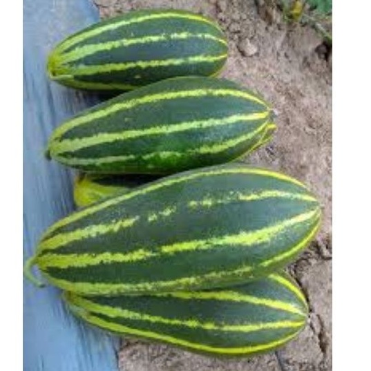 Biji Benih Buah Timun Betik Aceh Atau Thai Melon 10 Pcs Shopee Malaysia