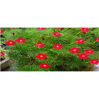 Red Cardinal Climber Morning Glory Seeds Ipomoea Quamoclit Shopee