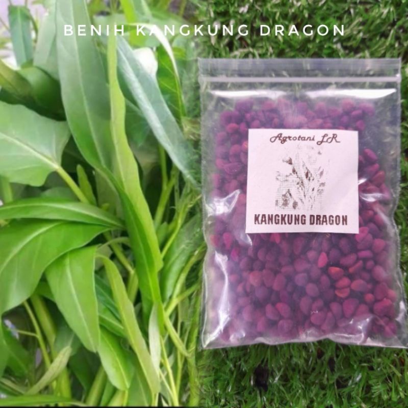 BENIH KANGKUNG DRAGON KANGKUNG DAUN LEBAR Shopee Malaysia