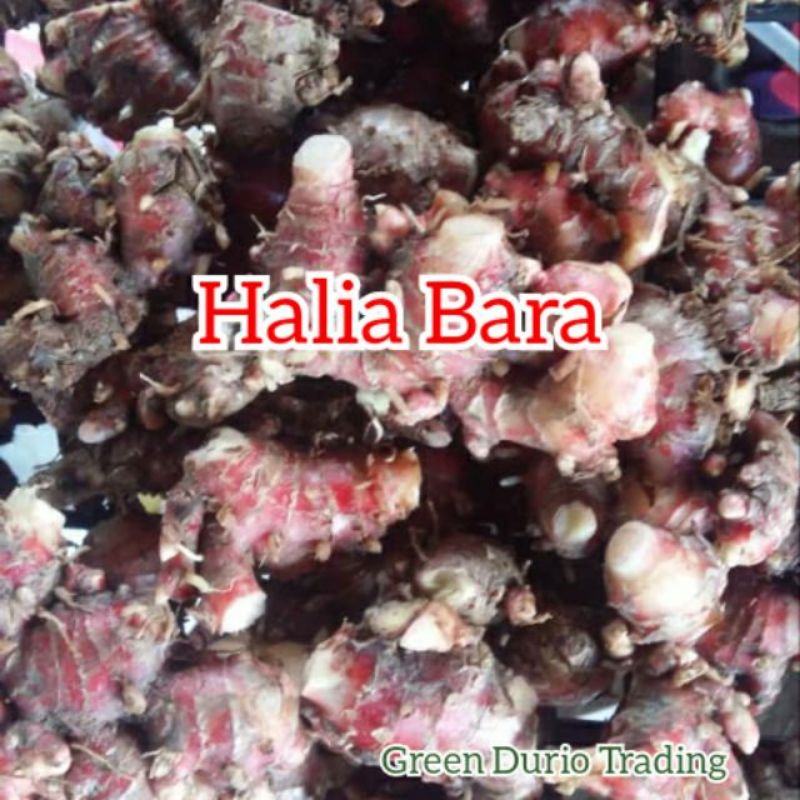 Gram Ubi Halia Bara Zingiber Officinale Shopee Malaysia