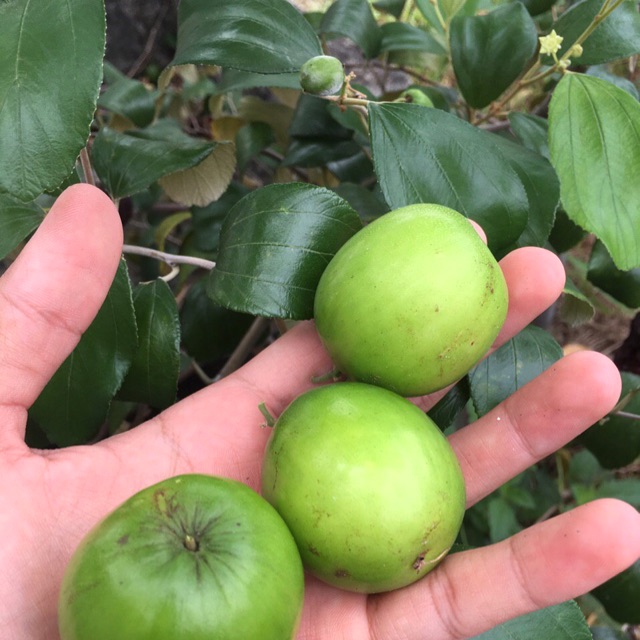 Baja Pokok Buah Bidara Bunga Lekat Dan Buah Banyak Serta Besar Pack