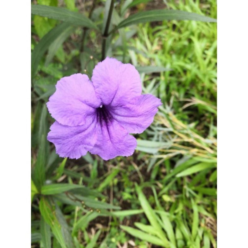 Keratan Pokok Bunga Ruellia Tuberosa Ungu Purple Mexican Petunia