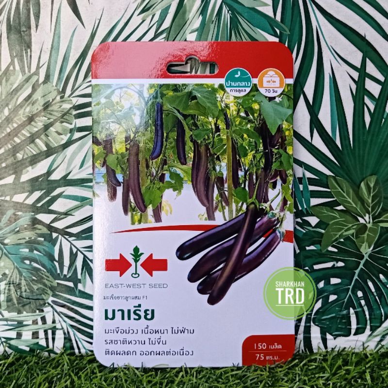 Mini Pack Seeds Maria F Biji Benih Terung Ungu F Hybrid Dark