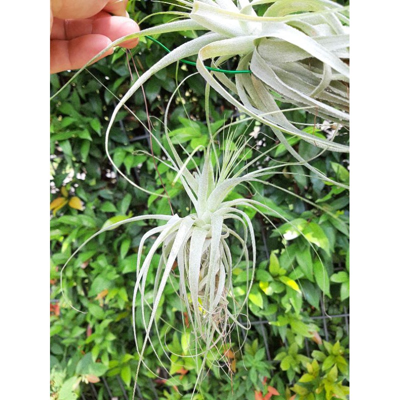 Tillandsia Gardneri Air Plant FREE DRIFTWOOD HANGER Shopee Malaysia