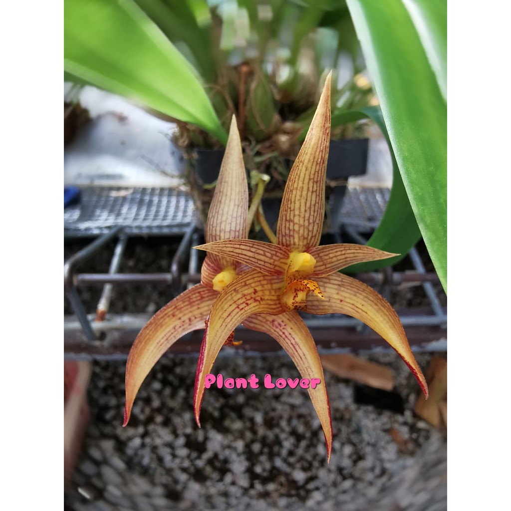 Orchid Bulbophyllum Sumatranum X Basisetum Shopee Malaysia