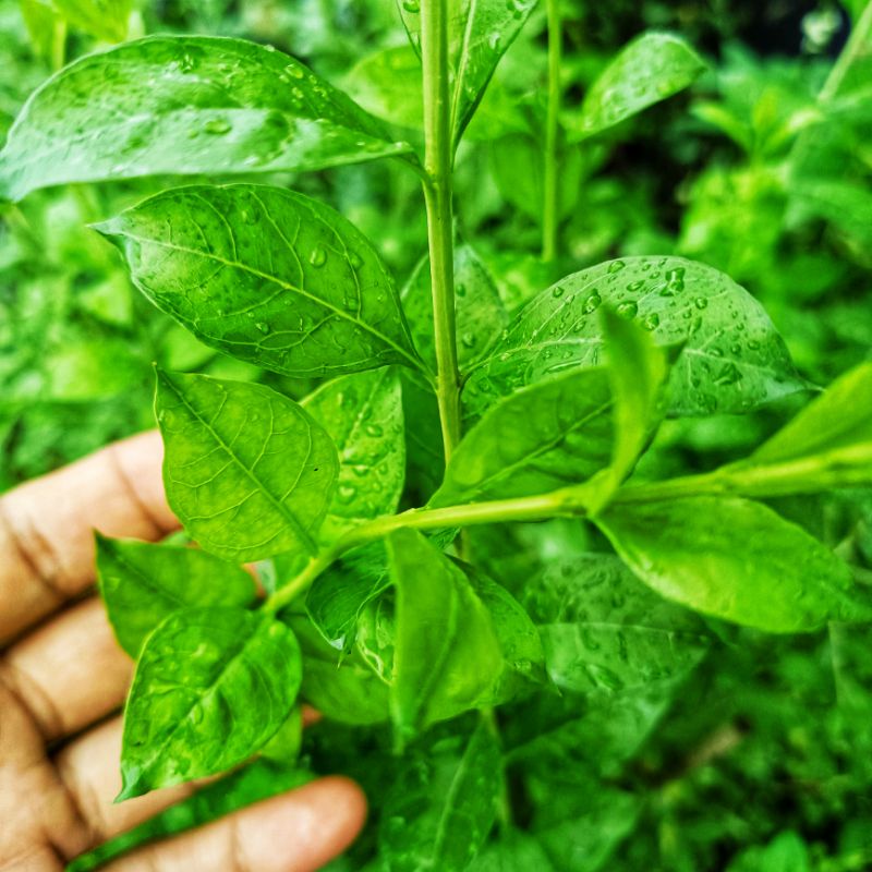 Keratan Batang Pokok Inai Kampung Daun Inai Segar Lawsonia Inermis