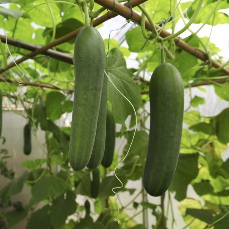 TIMUN F1 HYBRID AAA 40 BIJI BENIH CUCUMBER SEEDS Shopee Malaysia