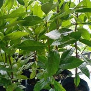 Pokok Salam Bay Leaf Shopee Malaysia