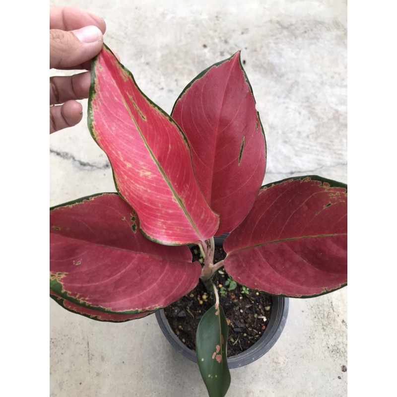 Aglaonema Red Live Plant Shopee Malaysia