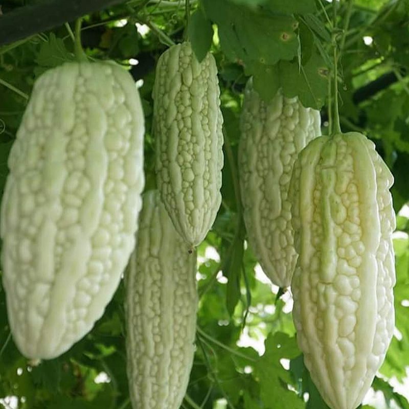 Biji Benih Peria Putih Pcs White Bitter Gourd Seeds Vegetable Seed