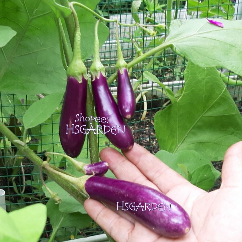 50 Biji Benih Terung Mutiara Jambak Eggplant Seeds Cluster Shopee