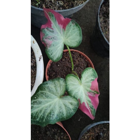 Keladi Caladium Shycol Dah Keluar Warna Cantik Dan Murah Shopee Malaysia