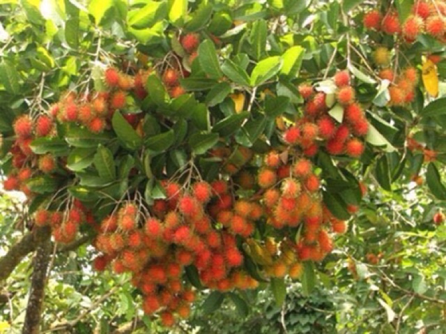 Baja Khas Berbuah No Utk Pokok Durian Mangga Betuk Limau Belimbing