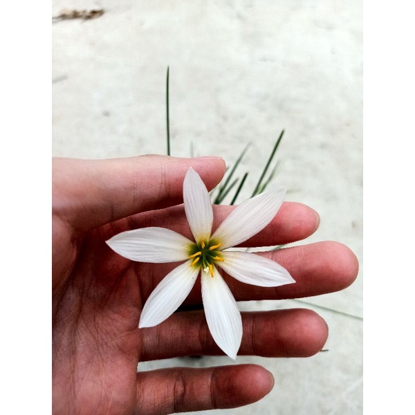 Paling Horticulture Sdn Bhd Zephyrlily Rain Lily White Pokok