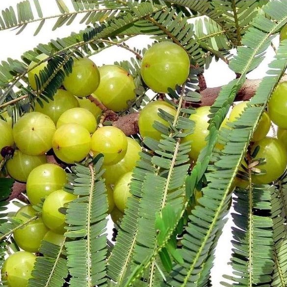 Pokok Buah Melaka Kessler Show Stables