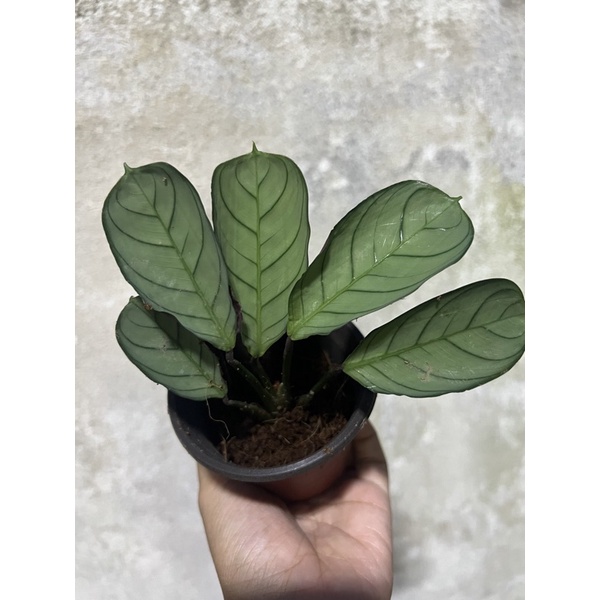 Ctenanthe Burle Marxii Amagris Calathea Shopee Malaysia