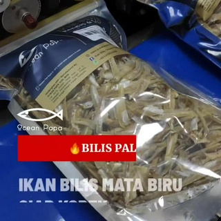 Ocean Papa Ikan Bilis Mata Biru Kopek Belum Kopek Gred A A A G