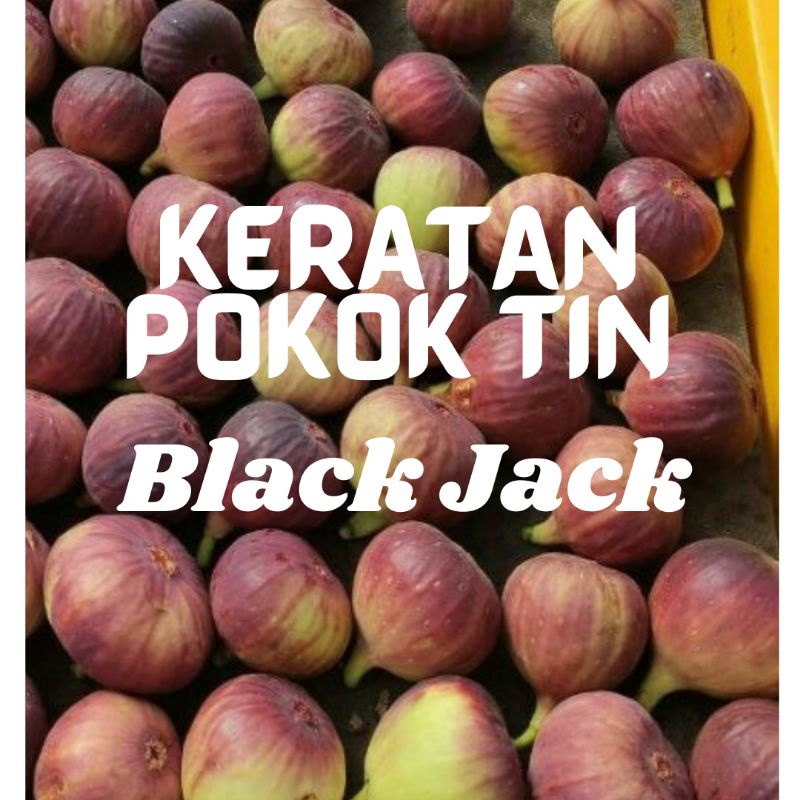 Keratan Batang Tin Varieti Black Jack Cutting Pokok Tin Benih Pokok