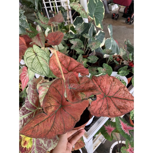 Festivia Caladium Thai Caladium Keladi Viral Keladi Mcm Dalam