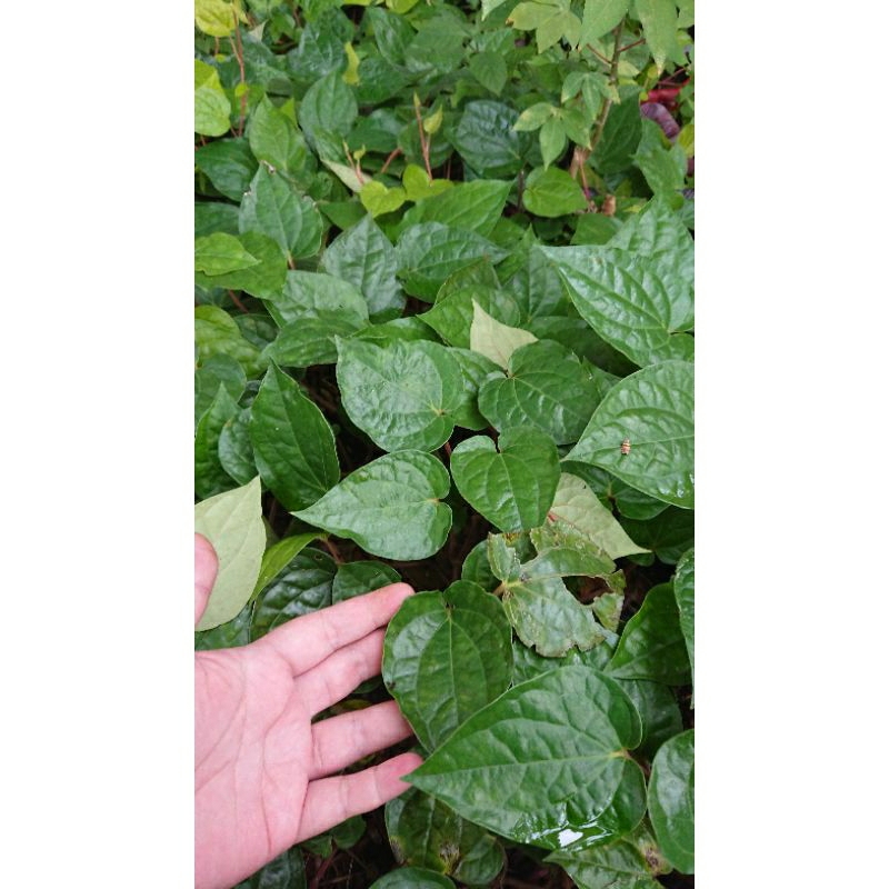 Daun Sirih Betel Leaf 100 Helai Shopee Malaysia