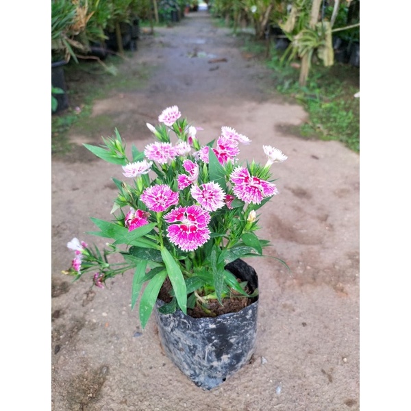 Dianthus Chinensis Live Plant Carnation Pokok Hiasan Hidup