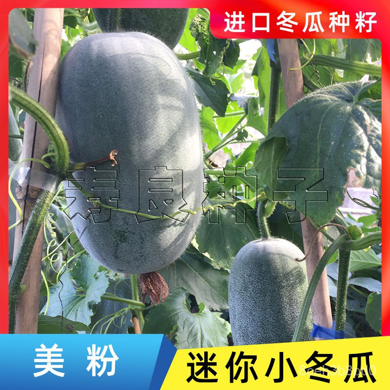 菜种子小冬瓜种子籽美粉玉毛白节东迷你铁实心吊藤盆栽农日本进口蔬菜孑