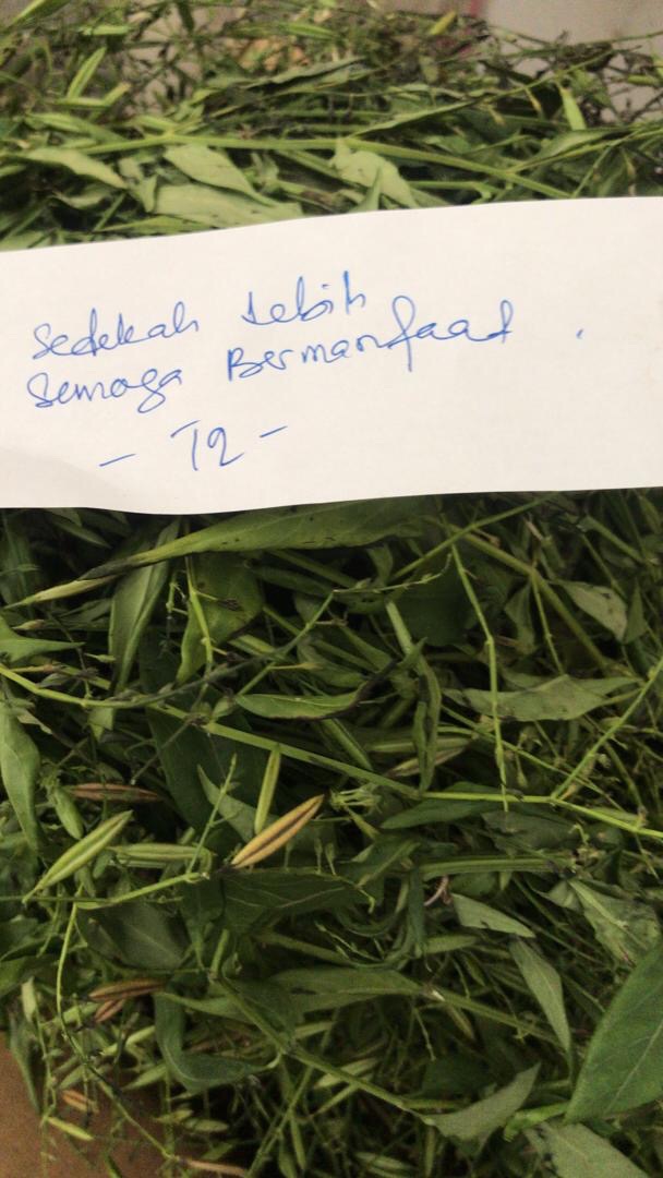 Pokok Herba Hempedu Bumi 200gm Shopee Malaysia