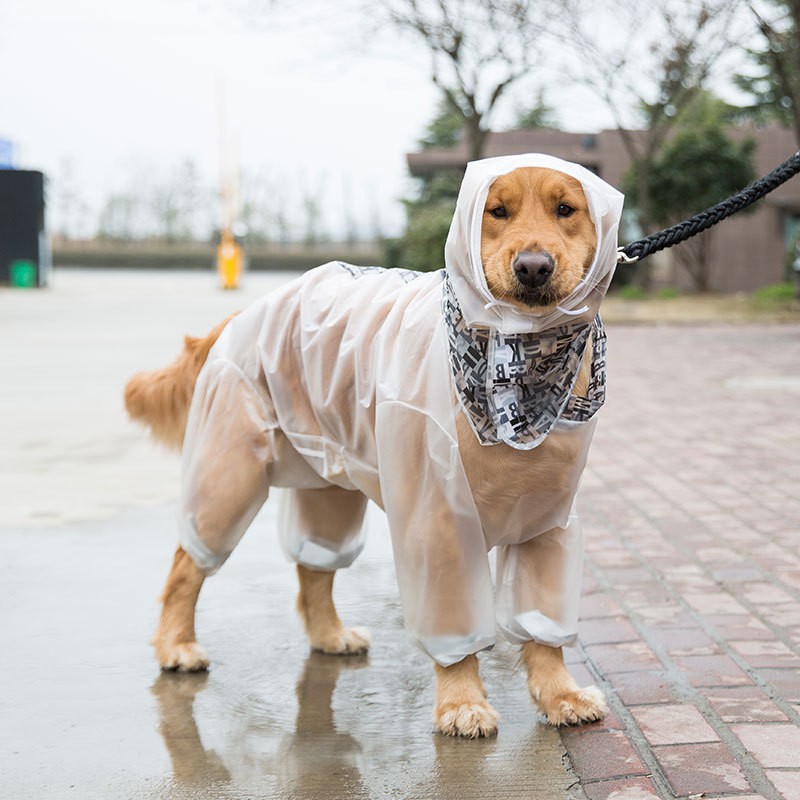 shiba inu raincoat