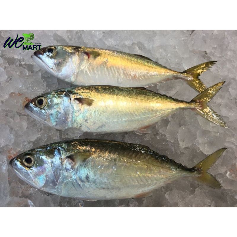 Buy 11 Fish Kembong Batu 13 15 Ekor 吧肚 Seetracker Malaysia