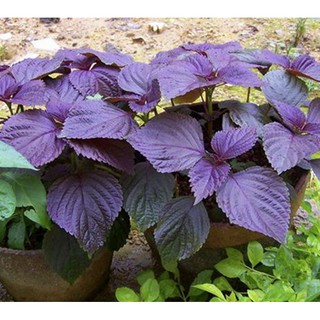 香草紫蘇种子wild Basil Beefsteak Plant Perilla Frutescens Seeds Shopee Malaysia