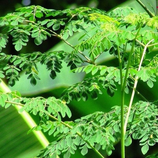 Buy Anak Pokok Kelor Munggai Murungai Moringa Oleifera 