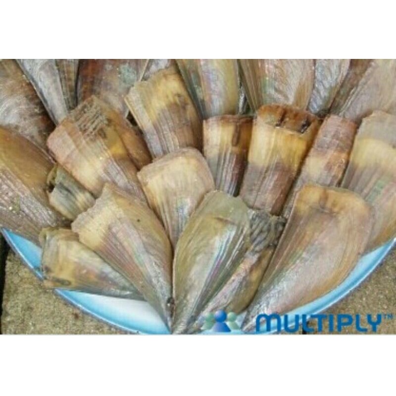 Siput frozen Tawau sabah Shopee Malaysia