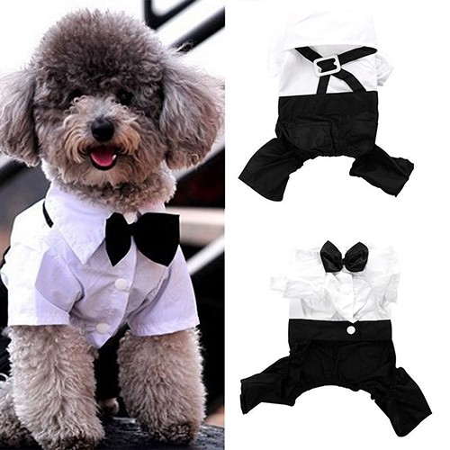 puppy suit and tie