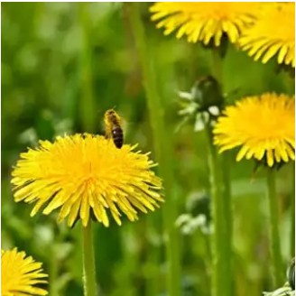 Dandelion Herbs Seeds Taraxacum Officinale Shopee Malaysia