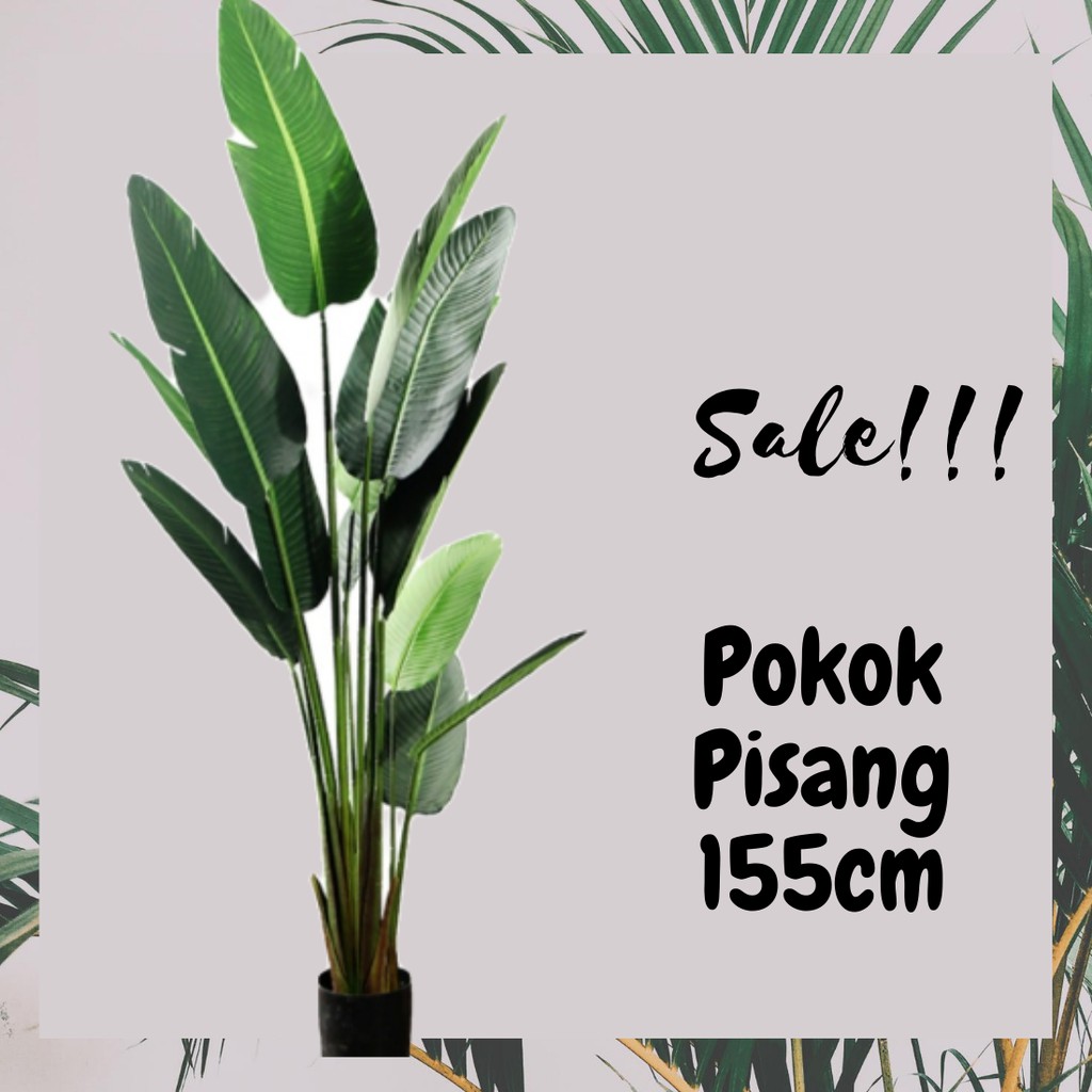 Pokok Pisang Viral 155cm 15 Helai Daun Shopee Malaysia