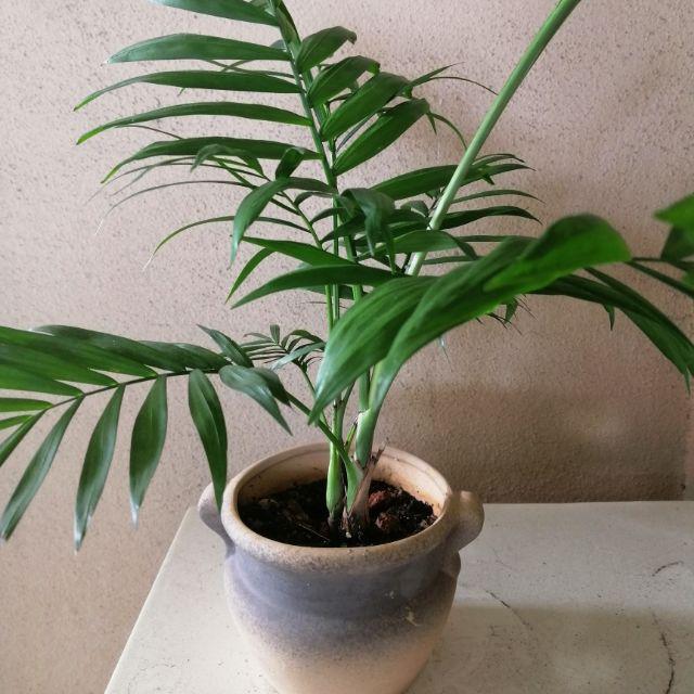 Bamboo Palm Tree Chamaedorea Elegans Live Shopee Malaysia