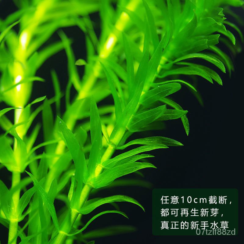 Fish Tank鱼缸活水草植物活淡水有茎草缸造景水族箱中蜈蚣草造景真水草 5月22日发完 Shopee Malaysia