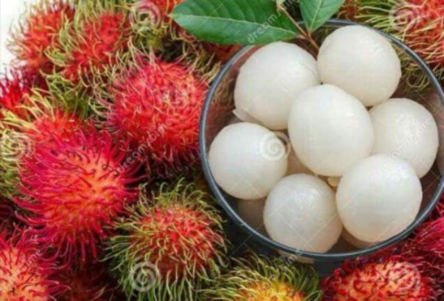  Pokok  Rambutan  Anak Sekolah