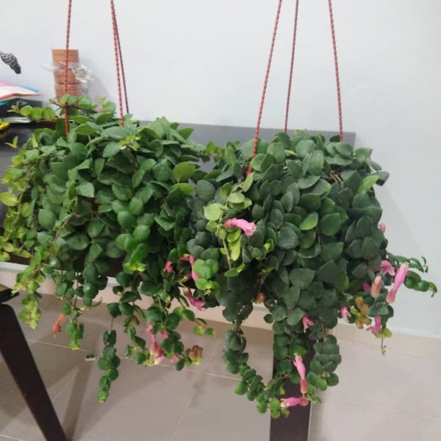  Pokok gantung  liptick bulat pink real plant Shopee 