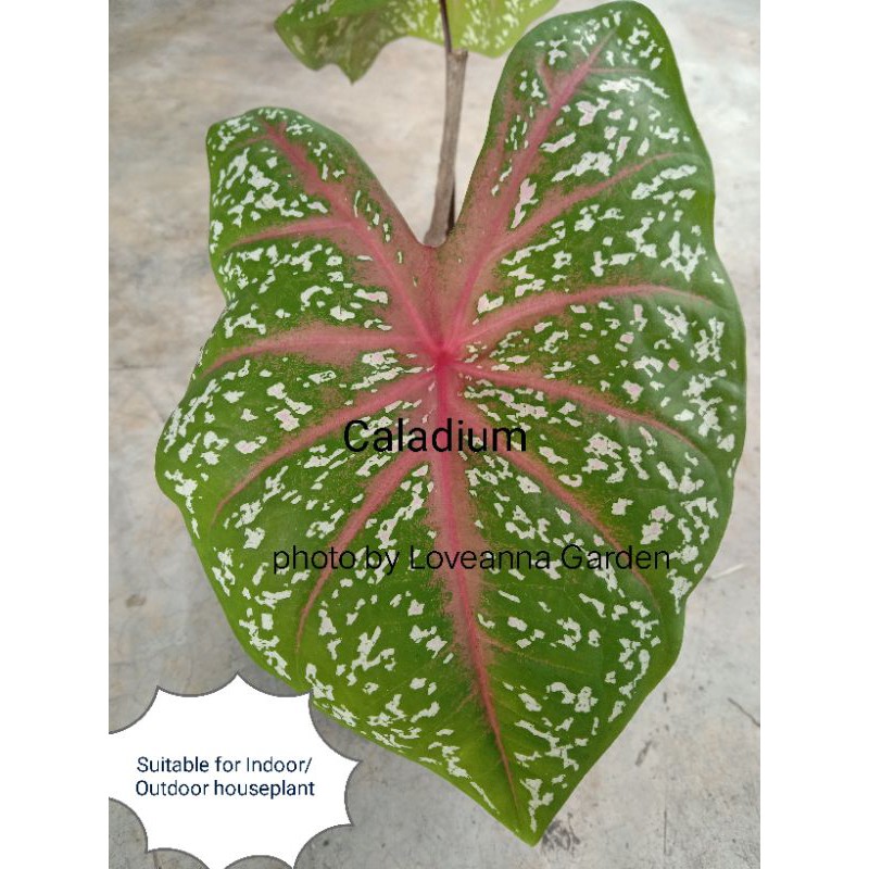 Pokok Keladi Hutan Hiasan Pasu Shopee Malaysia